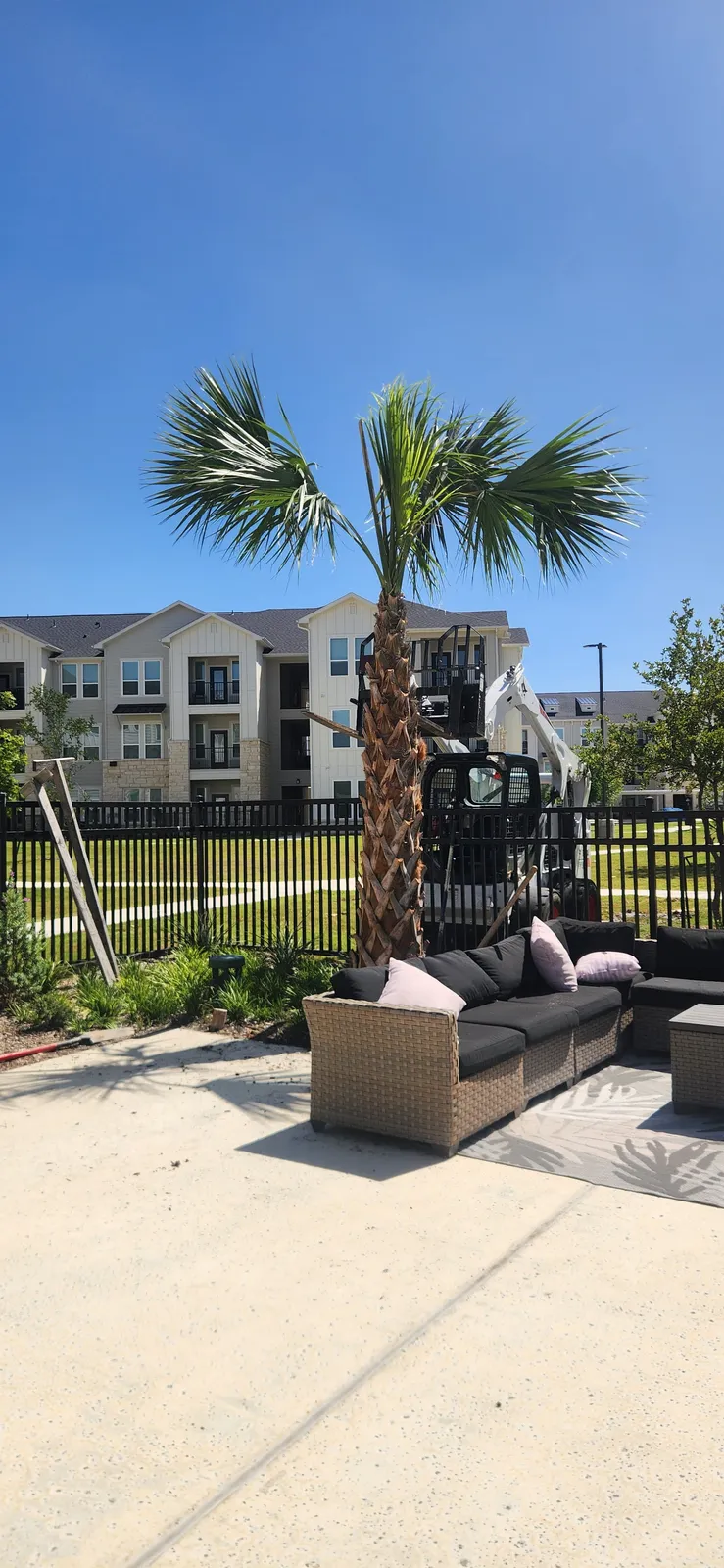 Poolside landscape and palm planting