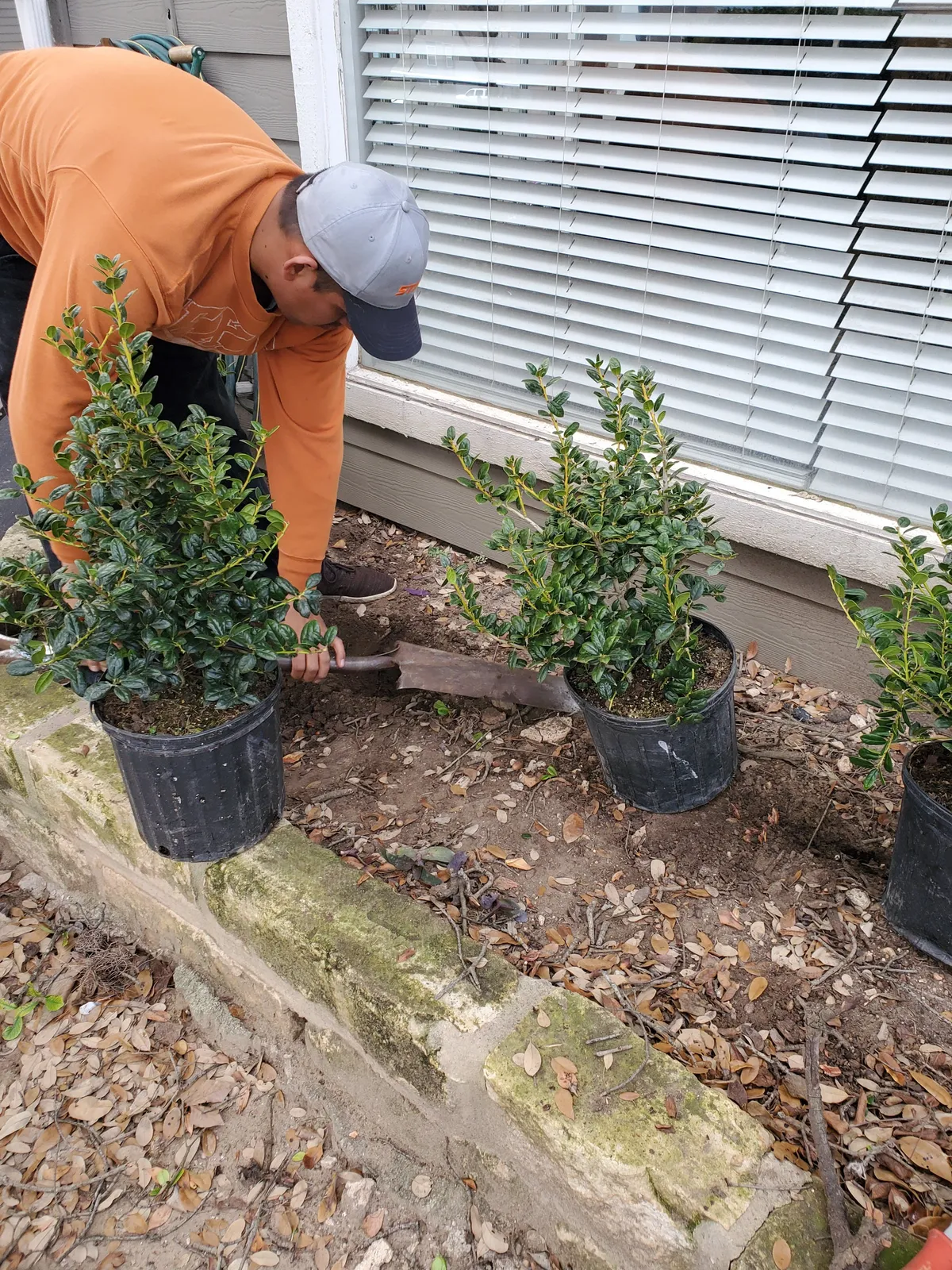Shrubs staged for a residential planting bed
